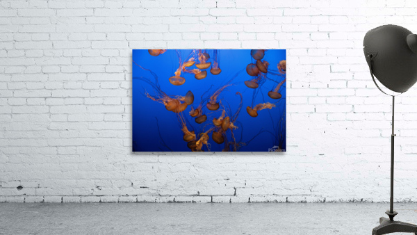 Jellyfish Wall Preview