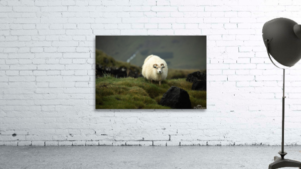 Icelandic Sheep Wall Preview