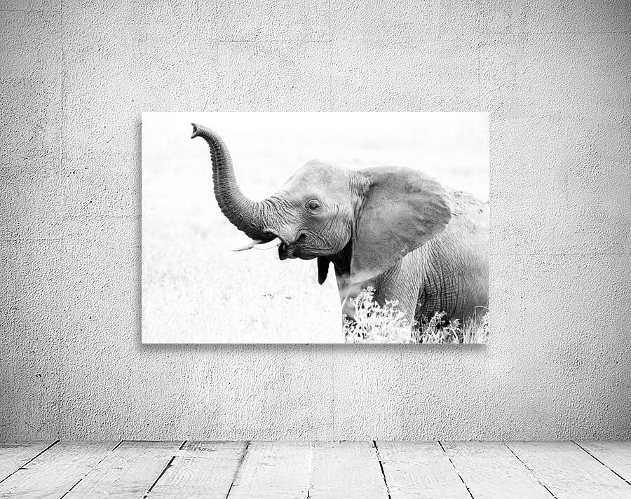 Elephant High Key Wall Preview