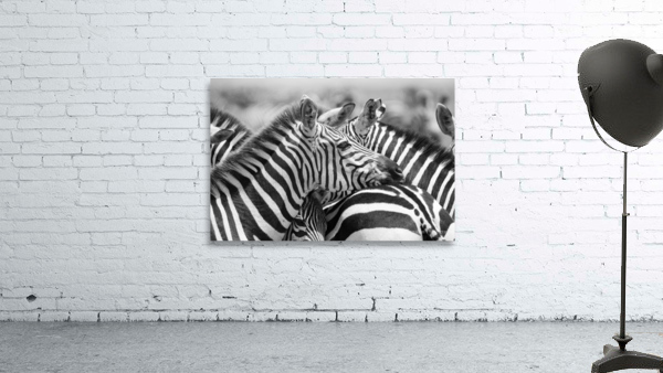 Zebra Huddle Wall Preview