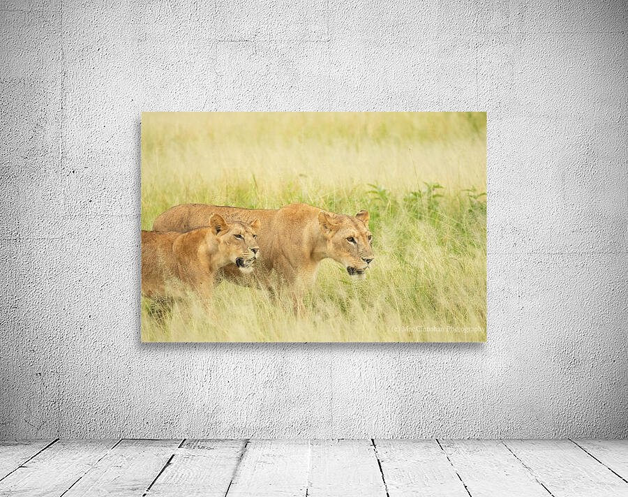 Lioness Hunters Wall Preview