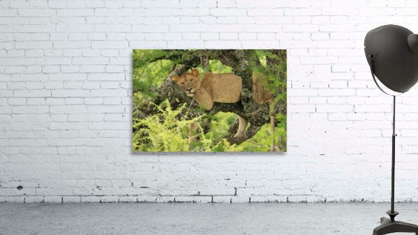 Lion in Tree Wall Preview