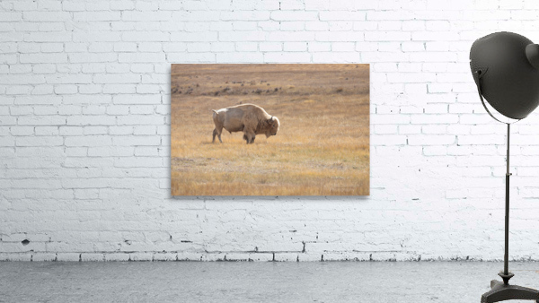 White Bison Wall Preview