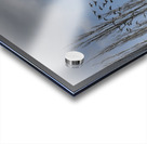 FS240207 BIRDS Acrylic print