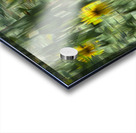 FS240820 SUNFLOWERS Acrylic print