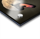 FS210303 SWAN Acrylic print