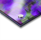 20240819 38 Edit Acrylic print