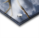 FS250211 PAIR OF EAGLES TWOGETHER 2 Acrylic print