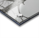 FS250209DBW TWO EAGLES HIGHKEY Acrylic print