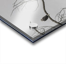 FS250209 EAGLES EKTAR 100 Acrylic print