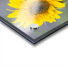 SUNFLOWER 2 Acrylic print