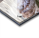 FS151022 SL Acrylic print