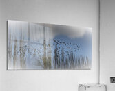 FS240207 BIRDS Acrylic Print