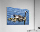 FS240422 430 Acrylic Print