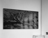 FS240430BW Acrylic Print