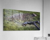 FS240611 DW2 Acrylic Print