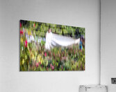 20240615 icm Acrylic Print