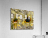 FS240824 44 Acrylic Print