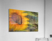 FS240824 46 Acrylic Print