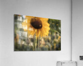 FS240824 47 Acrylic Print