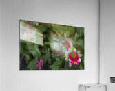 20240824 29 Acrylic Print