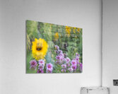 FS240831 45 Acrylic Print