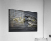 FS240422 GEESE FAMILY Acrylic Print