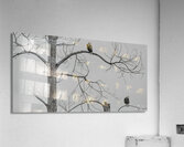 FS250209DBW TWO EAGLES HIGHKEY Acrylic Print