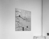 FS250209 TWO EAGLES TWOGETHER BW Acrylic Print