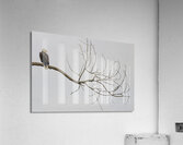 FS250209 AN EAGLE ON TREE CT2 Acrylic Print