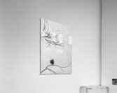 FS250209 EAGLE 5 Acrylic Print