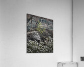 FS250430  SPRINGTIME Acrylic Print