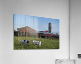 FS250528 COWS Acrylic Print