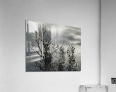 FS250719 EAGLE NEST Acrylic Print