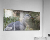 FS260121 HERON Acrylic Print