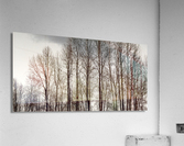 FS230215 06 Acrylic Print