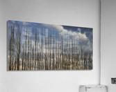 FS230307DW4 Acrylic Print