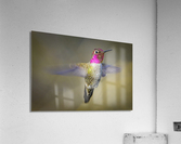 FS230318 072  Acrylic Print