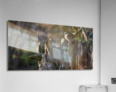 Saltmarch Sparrow Acrylic Print