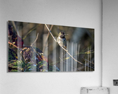 20230321 086 Acrylic Print
