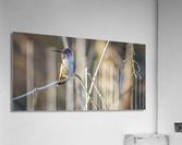 20230321 080 Acrylic Print