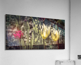 FS210501DW6 Acrylic Print