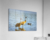 FS230702 01 Acrylic Print