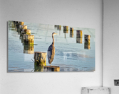 FS230716 5 Acrylic Print