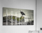 FS231008 DW Acrylic Print