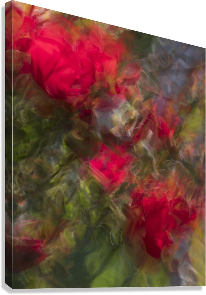 FS240615 Abstract Roses Canvas Print