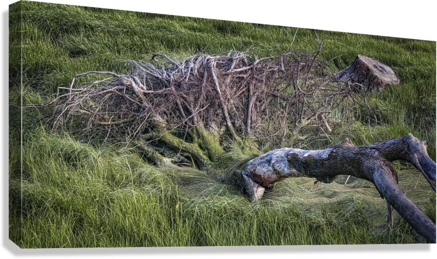 FS240611 DW2 Canvas Print