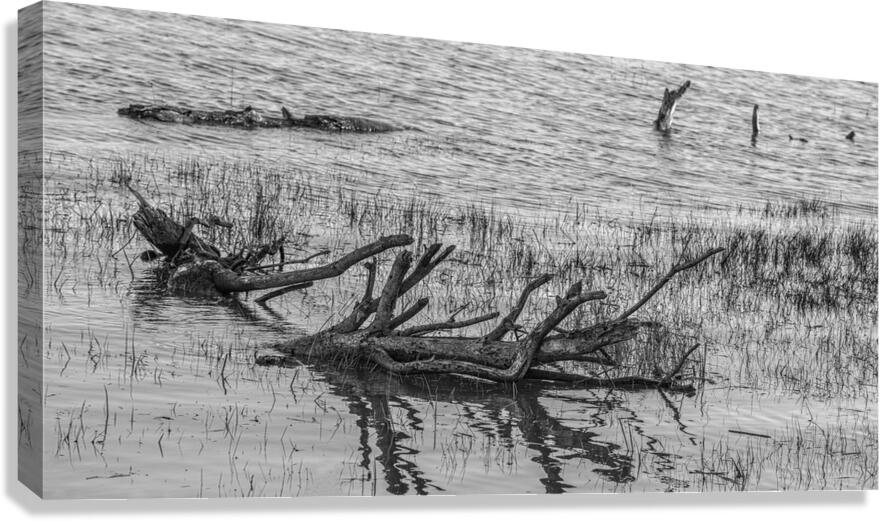 Fallen Trees in Water Canvas Print