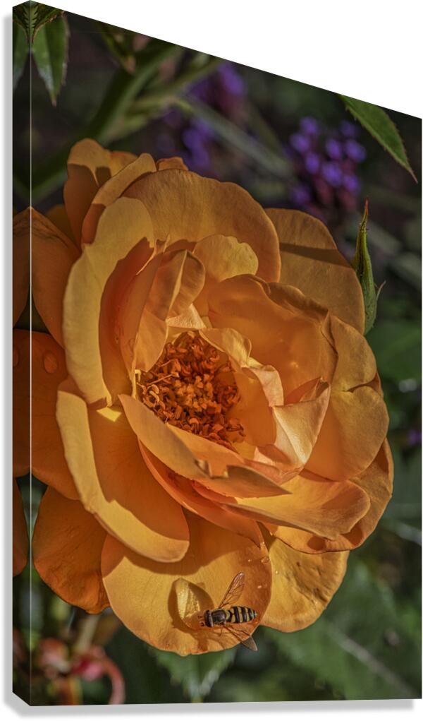 FS240818 Bee Drinking Water Canvas Print