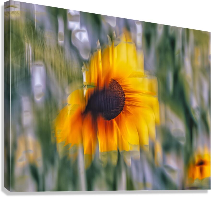 FS240824 450 2 Canvas Print